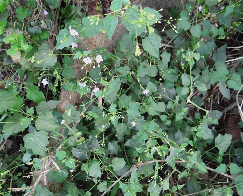 Commicarpus chinensis